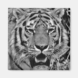 Svartvitt tigeransikte magnet