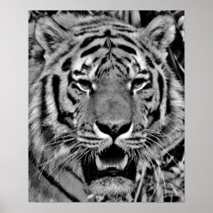 Svartvitt tigeransikte poster