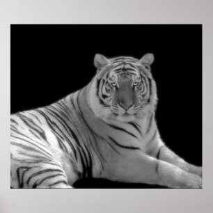 Svartvitt tigertryck poster