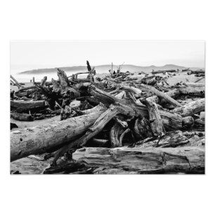 Svartvitt tryck för Oregon kustenDriftwood