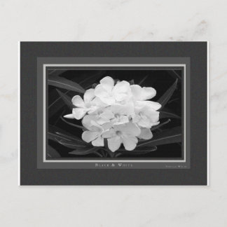 Svartvitt Vykort