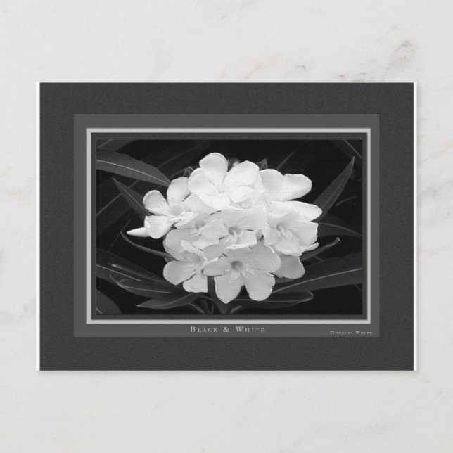 Svartvitt Vykort (Framsida)