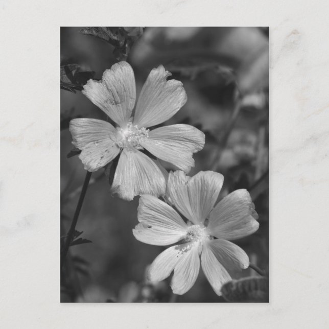 Svartvitt Vykort (Framsida)