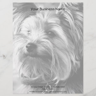 Svartvitt Yorkie för Yorkshire Terrier porträtt Brevhuvud