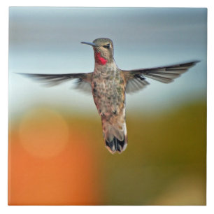 Sväva för Hummingbird Kakelplatta