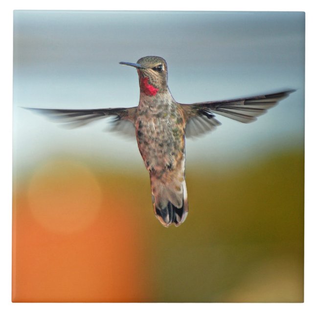 Sväva för Hummingbird Kakelplatta (Framsidan)