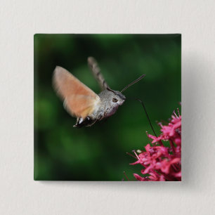 Sväva för Hummingbirdmal Knapp