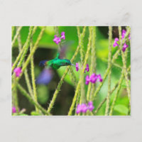 Sväva HummingbirdBlur