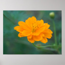 Svavel Cosmos 01 Poster