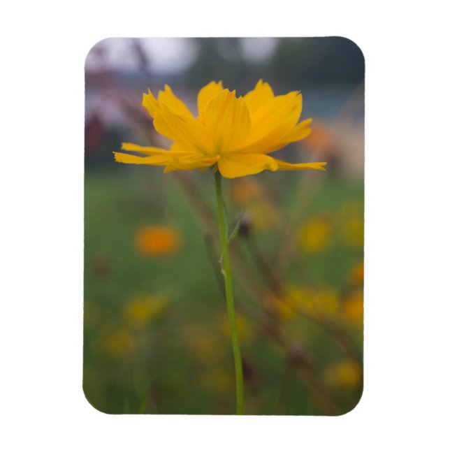 Svavel Cosmos 02 Magnet (Vertikal)