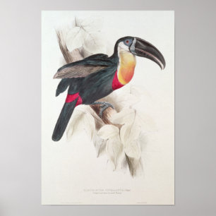 Svavel och vit rostat Toukan, 1800-talet Poster