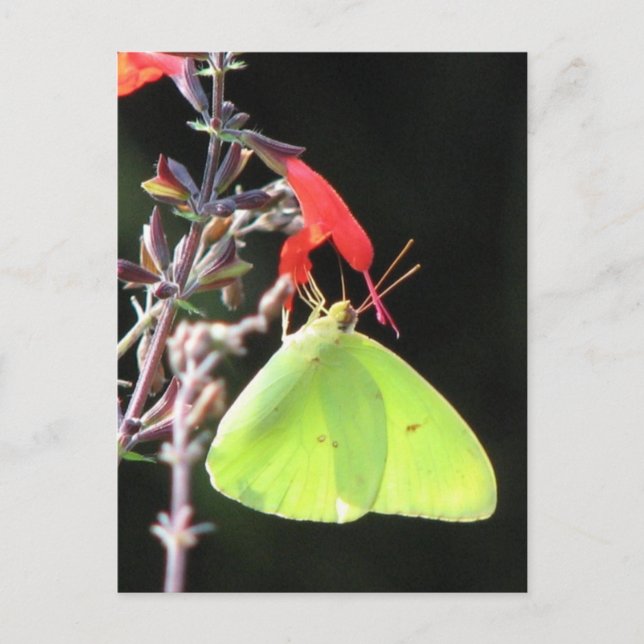 Svavel på Salvia-vykort Vykort (Framsida)