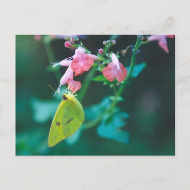 Svavel på Salvia-vykort Vykort (Framsida)