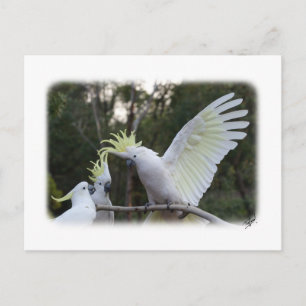 Svavelbelagd Cockatoo 9Y319D-079 Vykort