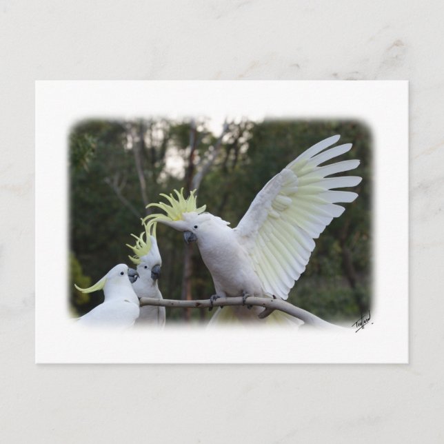 Svavelbelagd Cockatoo 9Y319D-079 Vykort (Framsida)