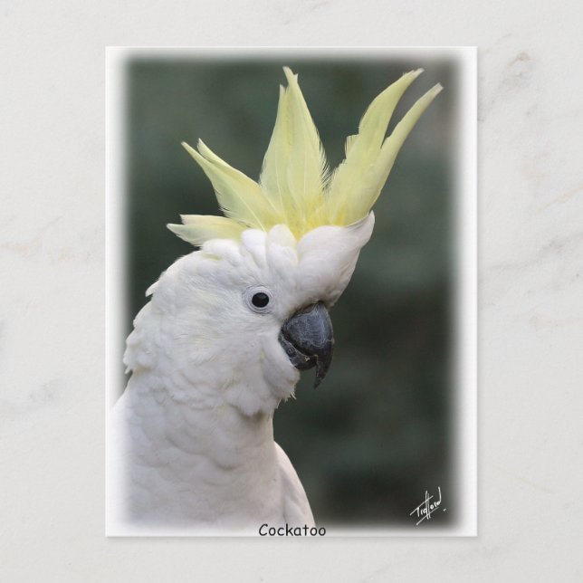 Svavelbelagd Cockatoo 9Y331D-005 Vykort (Framsida)