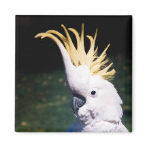 Svavelbelagd Cockatoo Magnet