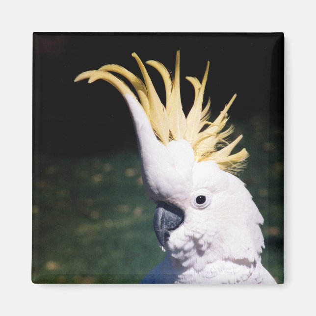 Svavelbelagd Cockatoo Magnet (Framsidan)