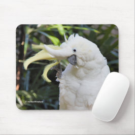 Svavelbelagt Cockatoo Parrot Bird Vinkarare Musmatta