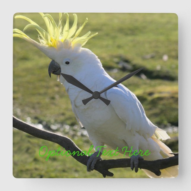 Svavelbevuxen Cockatoo i Australien Fyrkantig Klocka (Framsida)