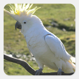 Svavelbevuxen Cockatoo i Australien Fyrkantigt Klistermärke