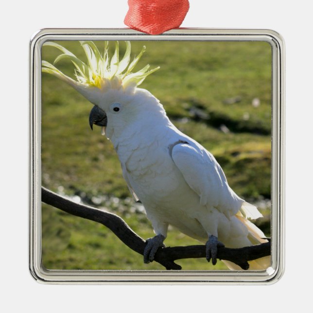 Svavelbevuxen Cockatoo i Australien Julgransprydnad Metall (Framsidan)