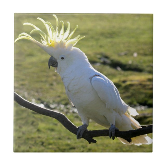 Svavelbevuxen Cockatoo i Australien Kakelplatta (Framsidan)