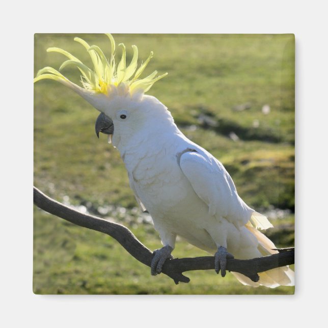 Svavelbevuxen Cockatoo i Australien Magnet (Framsidan)
