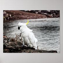 Svavelbevuxen Cockatoo