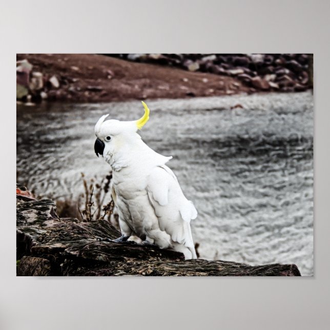 Svavelbevuxen Cockatoo Poster (Framsidan)
