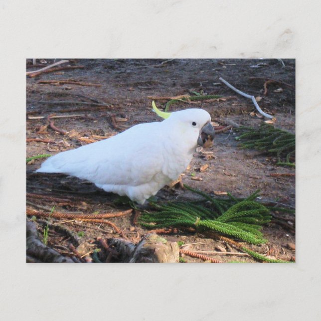 Svavelkakadua Australiensisk vilda djur Fågel Vykort (Framsida)