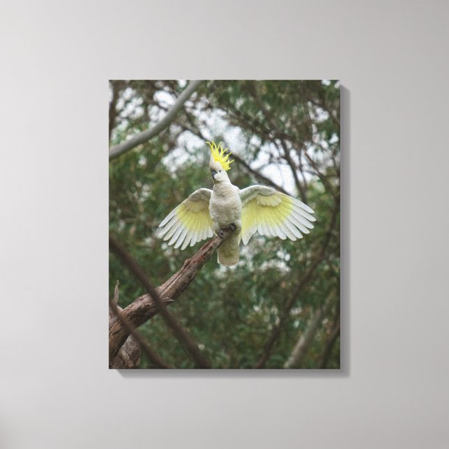 Svavelsträdad Cockatoo Bird Australia Canvastryck (Framsida)