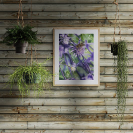 Svävfluga på lila Eryngium-tistelflod  Fototryck