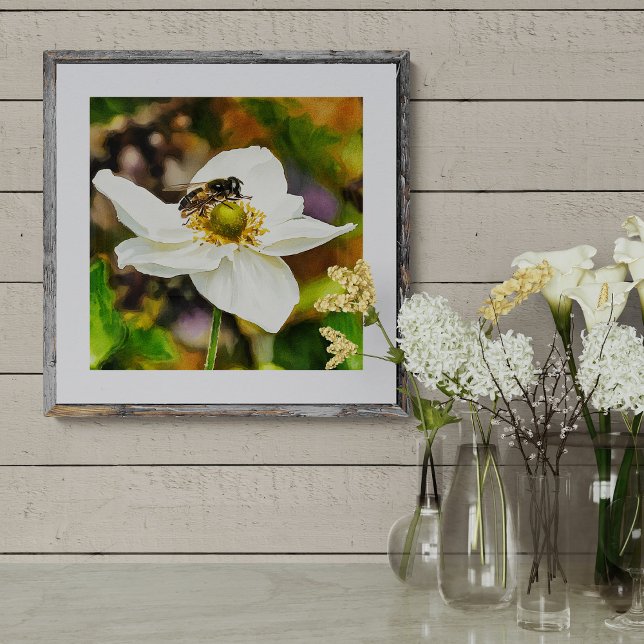 Svävfluga på vit anemoneblomma - Pollinering i  Fototryck (Skapare uppladdad)
