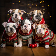Puppies at Christmas