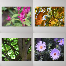 Floral and Nature Photography Collection