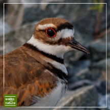 WWN Shorebirds (Killdeer)