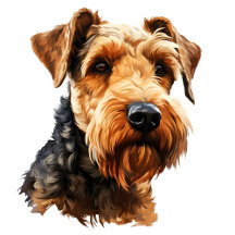 Welsh Terrier Head