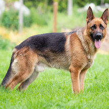 German Shepherd