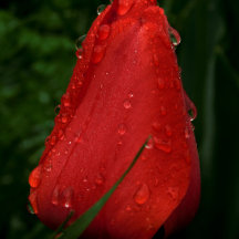 Mystique Botany: Tulip in Dew