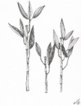 Nature Inspired Stationary