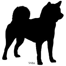 shiba