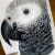 African_Grey_Parrot