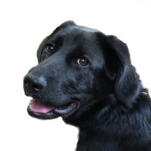 Labrador Retriever Love