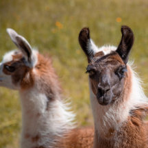 Llamas