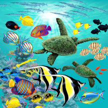 Molokini Cove Hawaiian Tropical Fish Illustration 