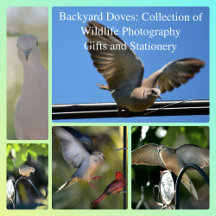 Backyard Doves: Collection of Wildlife Photography