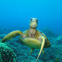 Hawaiian Sea Turtles for your Home Decor