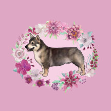 Swedish Vallhund
