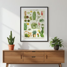 Cactus and Succulents Illustrations